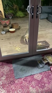 A very very muddy Mr Lumpy called in and I managed to get the door open, but he wasn’t for hanging around especially when he had his slice of Christmas cake 🎂 🎄🐾🐾❤️ | Mr Lumpy & Friends.