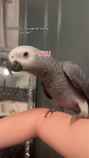 Why Won't My Parrot Come to Me? Understanding African Grey Behavior