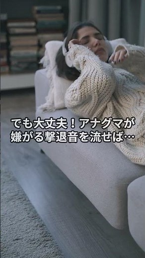 かわいいけど困る…アナグマの被害は撃退音で解決！【ショート動画】