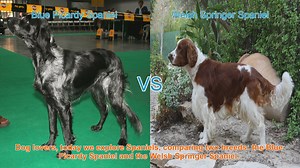 Comparing Blue Picardy Spaniel and Welsh Springer Spaniel: A Guide for Dog Lovers
