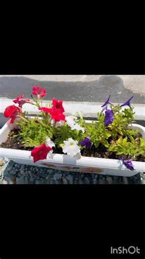 春になったから ペチュニア植えてみた😀 Since it's spring, I planted some petunias 😀