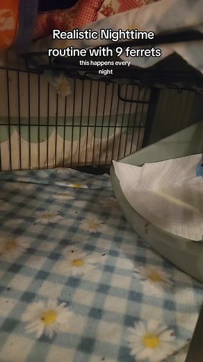 Nightly Ferret Care Routine: A Detailed Guide