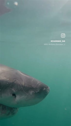 18K views · 162 reactions | A female shark named ‘Dotty’. 﫶One of our favourites to see around the boat, so slow and calm in her movements, often mouthing objects to work out what things are. A perfect shark. GoPro | Sharkman Dan | Facebook