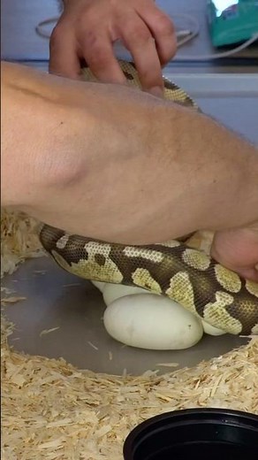 🐍 Be careful! We're taking the eggs from the Royal Python #python