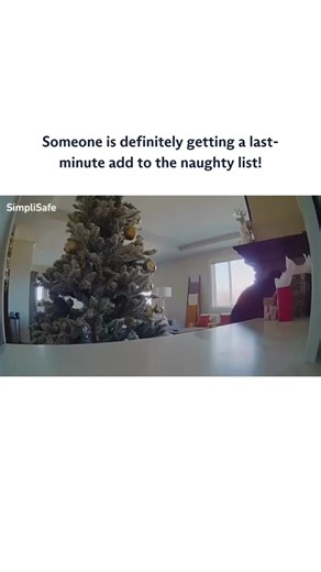 SimpliSafe Home Security on Instagram: "“SimpliSafe let us know our dog got into Christmas presents last year. Thanks to the notification we were able to get home before everything was destroyed.” 🐶🎄🎁 #securitycamera #dogsofig #naughtydog #christmaspresents #indoorcamera #holidaystress"