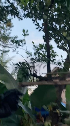 Nagharvest ng pomelo/suha with our little helper, Bella🐶🐾