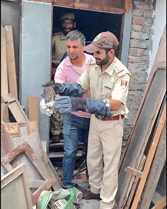 Look the aggression of this small civet kitten🫢😜🐹🦊 #wildlife #wildanimals #rescue #wildlifephotography #wildlifeplanet | Mohd Mubark Chougatta