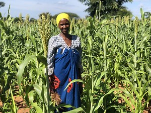 Boosting sorghum production in a changing climate - Farm Africa