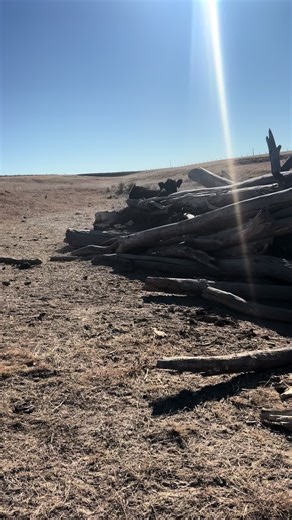 Understanding Jackrabbit Behavior in Farming