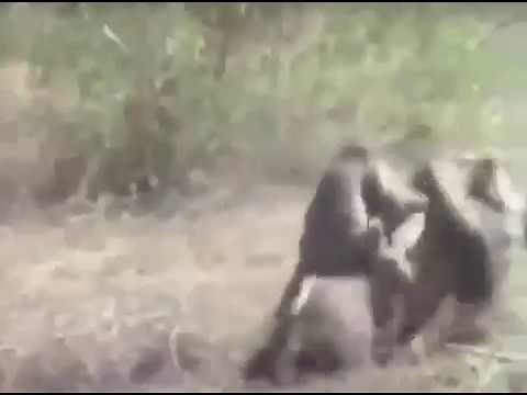 Two Monkeys Riding A Wild Boar