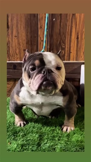 AMERICAN BULLY #exotic #americanbully #viral_video #microexoticbully #bullydogs #vira #bullyexoticbully #microbully