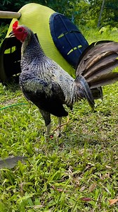 Nenet Paguya on Reels