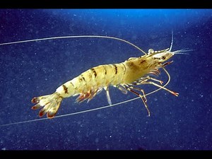 🦐 The Amazing Life of Prawns! 🌊 From Tiny Larvae to Ocean Explorers 🏝️
