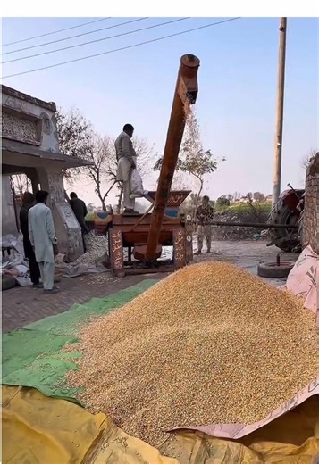 Makai Seeds Extraction Process on the Farm