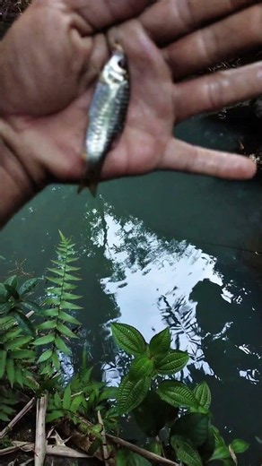 mancing wader pakai umpan gacor umpan rangas #mancing #mancingwader #umpanjitu