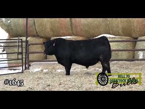 Hill 70 Quantock 2026 Black Angus Library