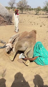 Thar Desert Camel Care: Tender Moment with a Camel
