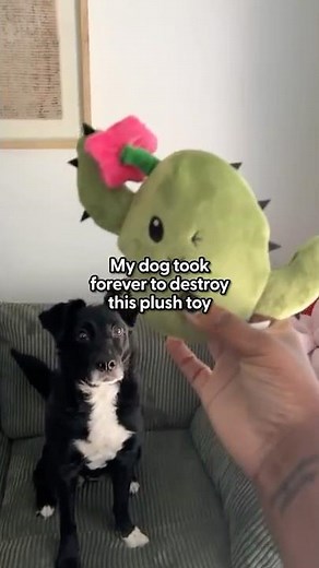 Will This 2-in-1 Toy Survive My Dog? | The Pack