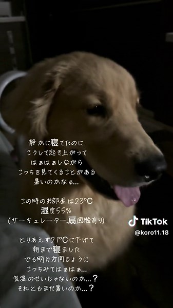 獣医さん相談！子犬の呼吸は速い？対策や注意点まとめ