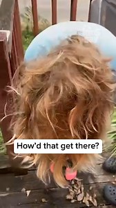 455K views · 10K reactions | This chipmunk got a little too comfortable 藍️ #chipmunk #funny #hair #fail #reel | Kids Say | Facebook