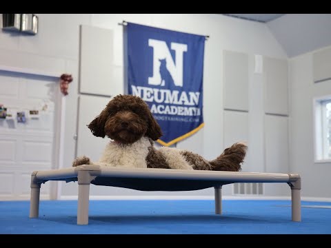 Peppa (Newfypoo) Puppy Camp Dog Training Video Demonstration