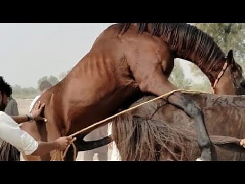 Inside the World of Horse Breeding: Techniques & Tips || Beautiful horse Power
