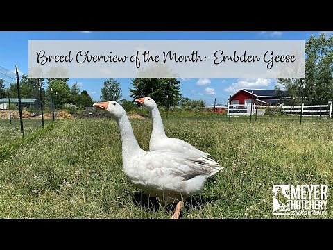 Flashback Video - Breed Overview of the Month: Embden Geese
