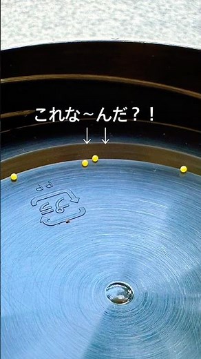 アゲハ蝶の産卵に悩む #レモン #アゲハ蝶 #産卵 #害虫 #ガーデニング #種から育てる