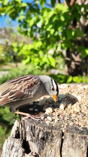 My First Spring Capturing Bird Migration Up Close