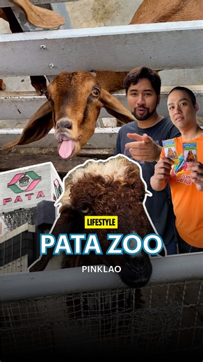 Discover the Animal Rooftop since 1992 at PATA Zoo! 🦍🦧 Join Pokpek and Nond on a one-of-a-kind adventure, perched on the 6th floor of a department store. Explore the wild in the city! #PATAZoo #UrbanWildlife #สวนสัตว์พาต้า #Zoo #Bangkok #Thailand | The Smart Local Thailand