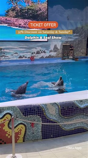 Dolphin & Seal Show Fun in Dubai | Must-See Family Activity