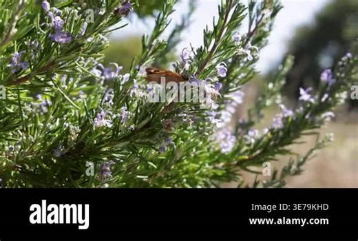 Brown butterfly pollinating blooming rosemary plant branches on a bright, sunny spring day Stock Video Footage - Alamy