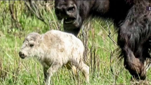 Rare white buffalo sacred to Native Americans not seen since June 4 birth, officials say