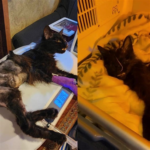 16K views · 8.3K reactions | When Pickles arrived, we swiftly acted,...