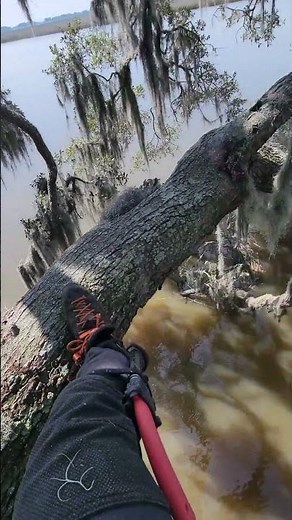 Branching Out: The Vital Role of an Arborist in Preserving Our National Parks