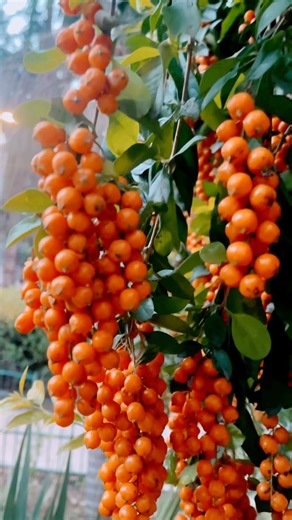 Duranta erecta plant & golden dewdrop