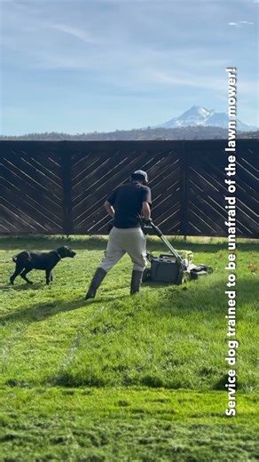 🐾 Black Male Lab "Baba" in Training with Lawn Mower #servicedogintraining #servicedogintraining