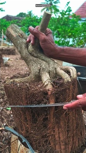 Dongkel Premna Microphylla Di Kebun Bonsai #Shorts