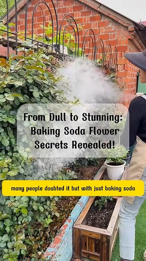 46K views · 773 reactions | 00029_Tips with baking soda #agriculture #planttricks #planttok #planthack #planttest #Reels,#FacebookReels, #Trending, #Explore, #Entertainment, #DIY, #Funny, #LifeHacks, #ForYouOnFacebook, #WatchThis, #MustSee, #ForYou, #ReelsDaily, #Viral | Jack Denton | Facebook