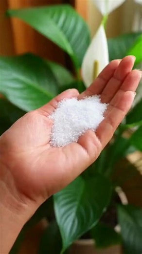 I’ve Done This for Years! The Super Simple Way to Revive All Your Flowers and Get Them Blooming | Homestead Gardening