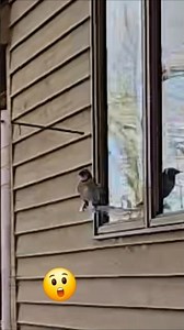 Blue jay's real preference