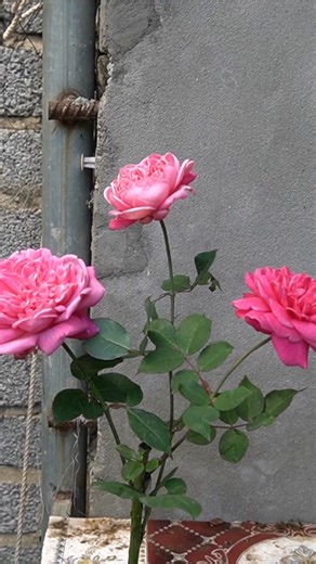 Fast Rose Grafting Method for Strong and Lasting Flowers | Garden Craft