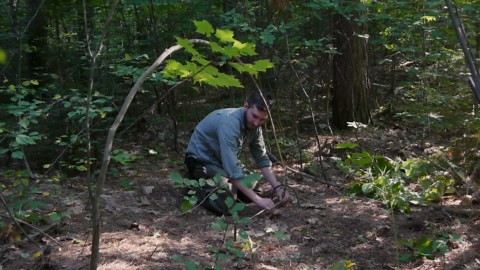 How To Make a Tree Spring Survival Trap - NightHawkInLight