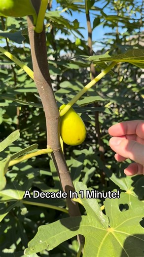 Plant Fanatics on Instagram: "Watch my entire growing season in under one minute as I show rare and cold-hardy fruit trees thriving through brutal winter temperatures. From protecting elite mother plants to proven propagation techniques refined over more than a decade, this reel shows exactly how rare genetics survive and multiply in cold climates. If you want to grow fruit trees, master winter protection, and learn professional-level propagation, this is the content you’ve been looking for. #co