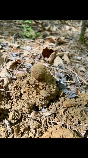 Canister shot discovered ! Battle of Shiloh! #savinghistory #civilwar #metaldetecting #Shiloh | Looziana Loot