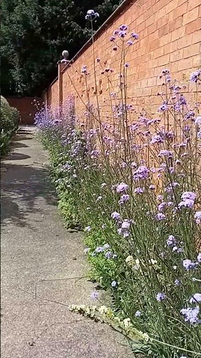 Rate My Flowers - The Verbena Bonariensis Walkway #flowers
