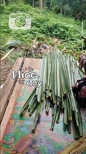 Proses Meraut Daun Kelapa Hingga Menjadi Sapu Lidi.#viral #fruit #sapu #lidi #food #short