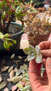 172K views · 2.4K reactions | Propagating succulents from leaves can...
