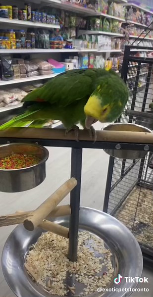 Discover Exotic Pets at 4190 Kingston Road