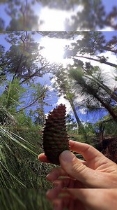 159K views · 3.7K reactions | un BOSQUE de PINOS  en Puerto Rico  Nuestra Isla lo Tiene Todo !! | Puerto Rico desde el Aire | Facebook